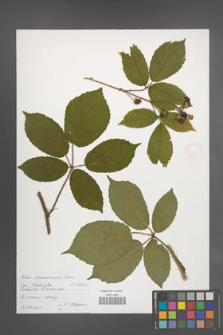 Rubus siemianicensis [KOR 40316]