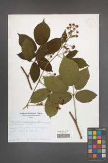 Rubus siemianicensis [KOR 52631]