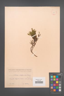 Calluna vulgaris [KOR 12394]