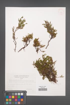 Calluna vulgaris [KOR 32833]