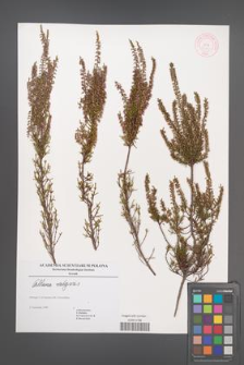 Calluna vulgaris [KOR 45087]