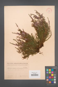 Calluna vulgaris [KOR 1956]