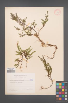 Calluna vulgaris [KOR 4949]