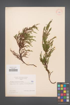 Calluna vulgaris [KOR 4950]