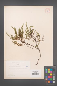 Calluna vulgaris [KOR 5040]