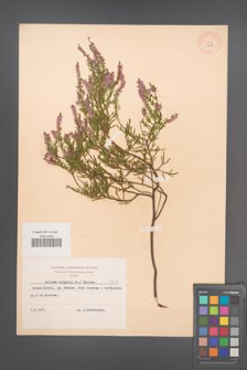 Calluna vulgaris [KOR 8537]