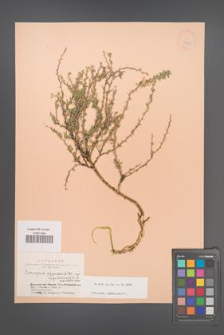 Caragana pygmaea [KOR 24458]