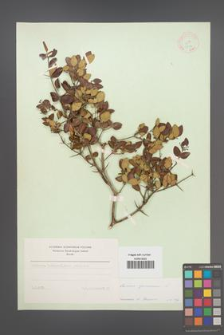 Carissa spinarum [KOR 12472]