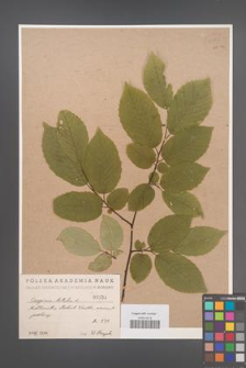 Carpinus betulus [KOR 54862]