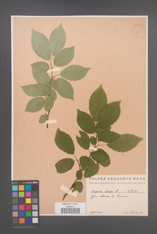 Carpinus betulus [KOR 1714]