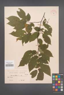 Carpinus betulus [KOR 54447]