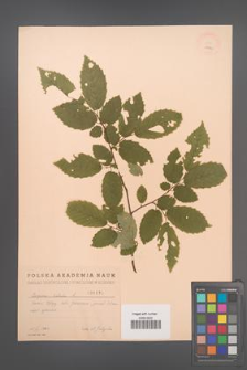 Carpinus betulus [KOR 1970]