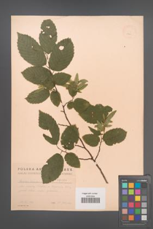 Carpinus betulus [KOR 1971]
