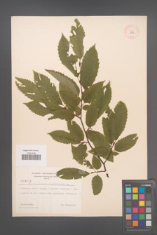 Carpinus betulus [KOR 3682]