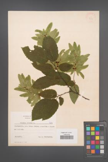 Carpinus betulus [KOR 7634]