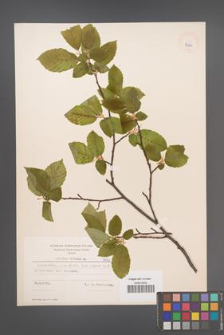 Carpinus betulus [KOR 7580]