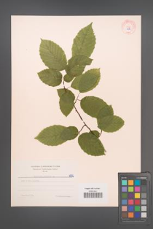 Carpinus betulus [KOR 6986]