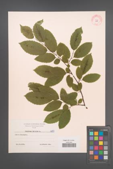 Carpinus betulus [KOR 6987]