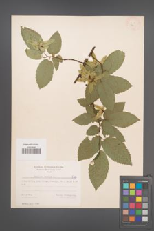 Carpinus betulus [KOR 7703]