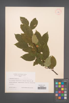 Carpinus betulus [KOR 3981]