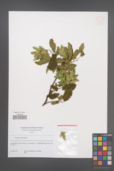 Carpinus betulus [KOR 53839]
