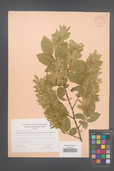 Carpinus betulus [KOR 21258]