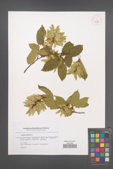 Carpinus betulus [KOR 45594]