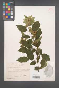 Carpinus betulus [KOR 21257]