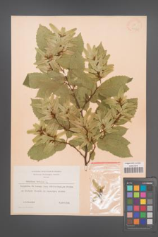 Carpinus betulus [KOR 12427]