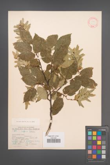 Carpinus betulus [KOR 12429]