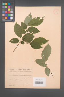 Carpinus betulus [KOR 12432]