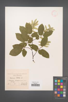 Carpinus betulus [KOR 12420]