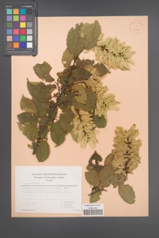 Carpinus betulus [KOR 30141]