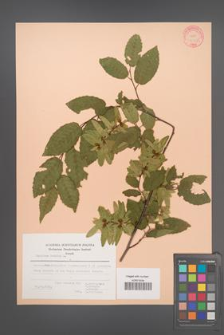 Carpinus betulus [KOR 21259]