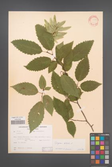 Carpinus betulus [KOR 12453]