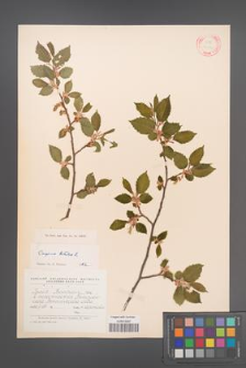 Carpinus betulus [KOR 12430]