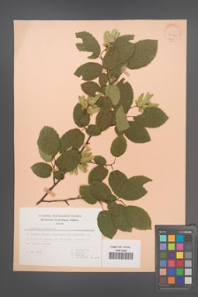 Carpinus betulus [KOR 30140]