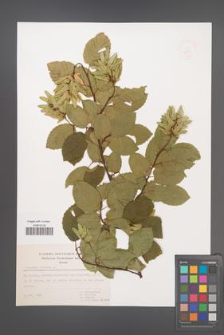 Carpinus betulus [KOR 49280]