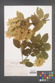 Carpinus betulus [KOR 49202]
