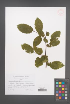 Carpinus betulus [KOR 43919]