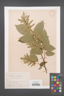 Carpinus betulus [KOR 12439]