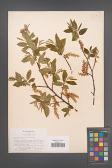 Carpinus betulus [KOR 33929]