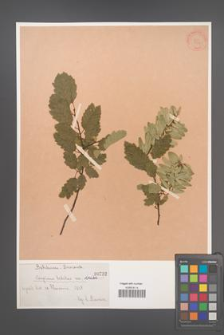 Carpinus betulus [KOR 732]