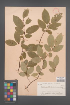 Carpinus betulus [KOR 736]