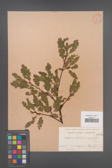 Carpinus betulus [KOR 733]
