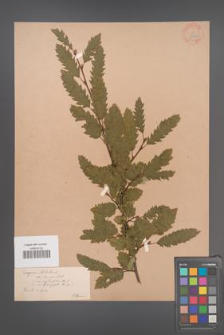 Carpinus betulus [KOR 33930]