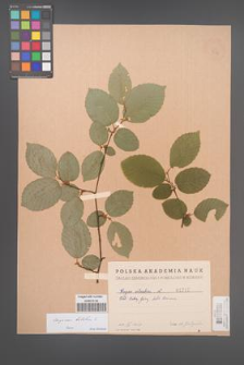 Carpinus betulus [KOR 1717]