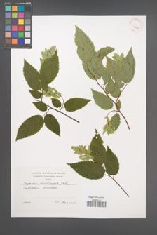 Carpinus caroliniana [KOR 42451]