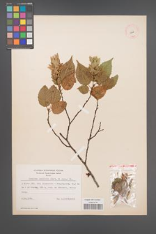 Carpinus laxiflora [KOR 12446]