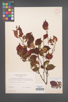 Carpinus laxiflora [KOR 12448]